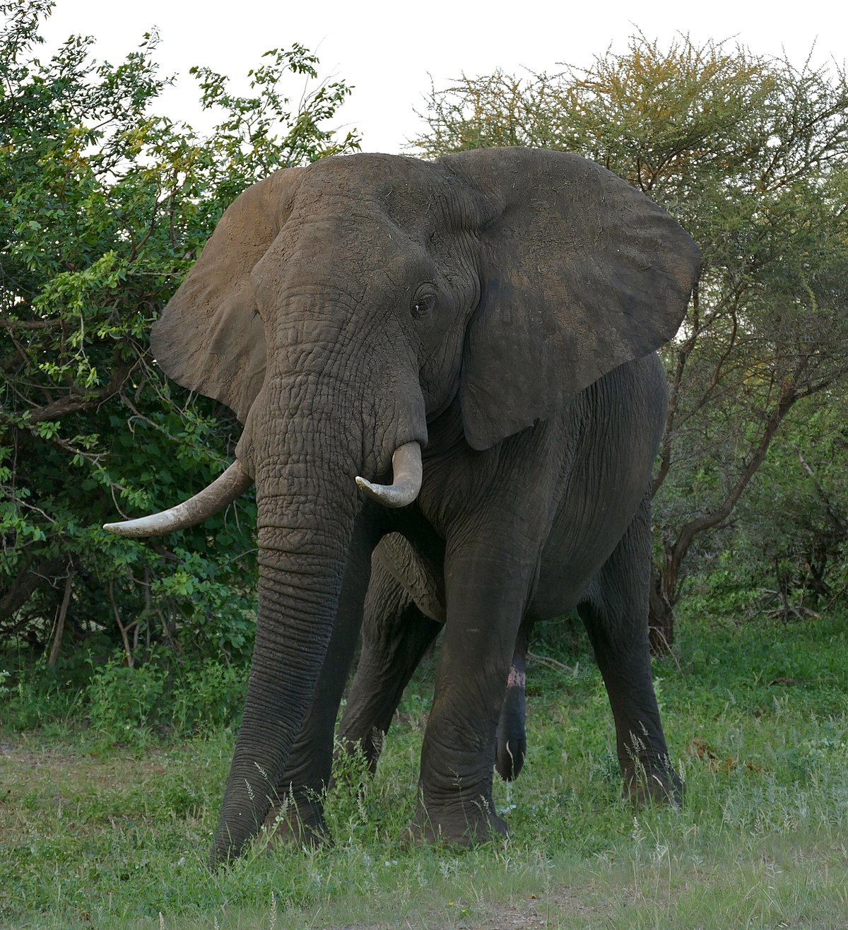 An elephant in a field